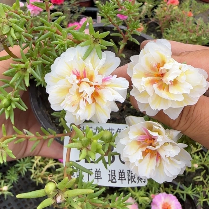 全部花朵J236超小苗盆口10cm可能有虫糖宝