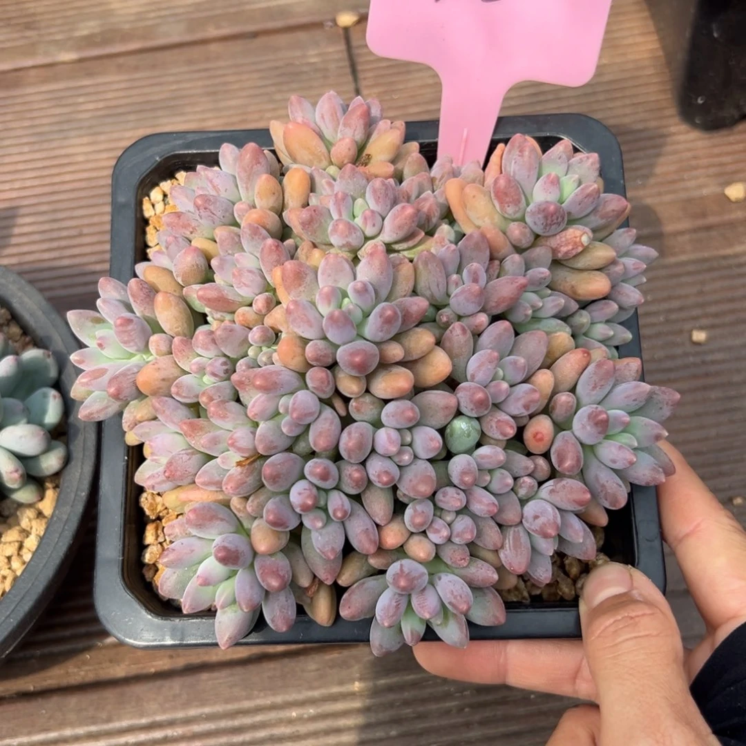 星黛露111111111111111