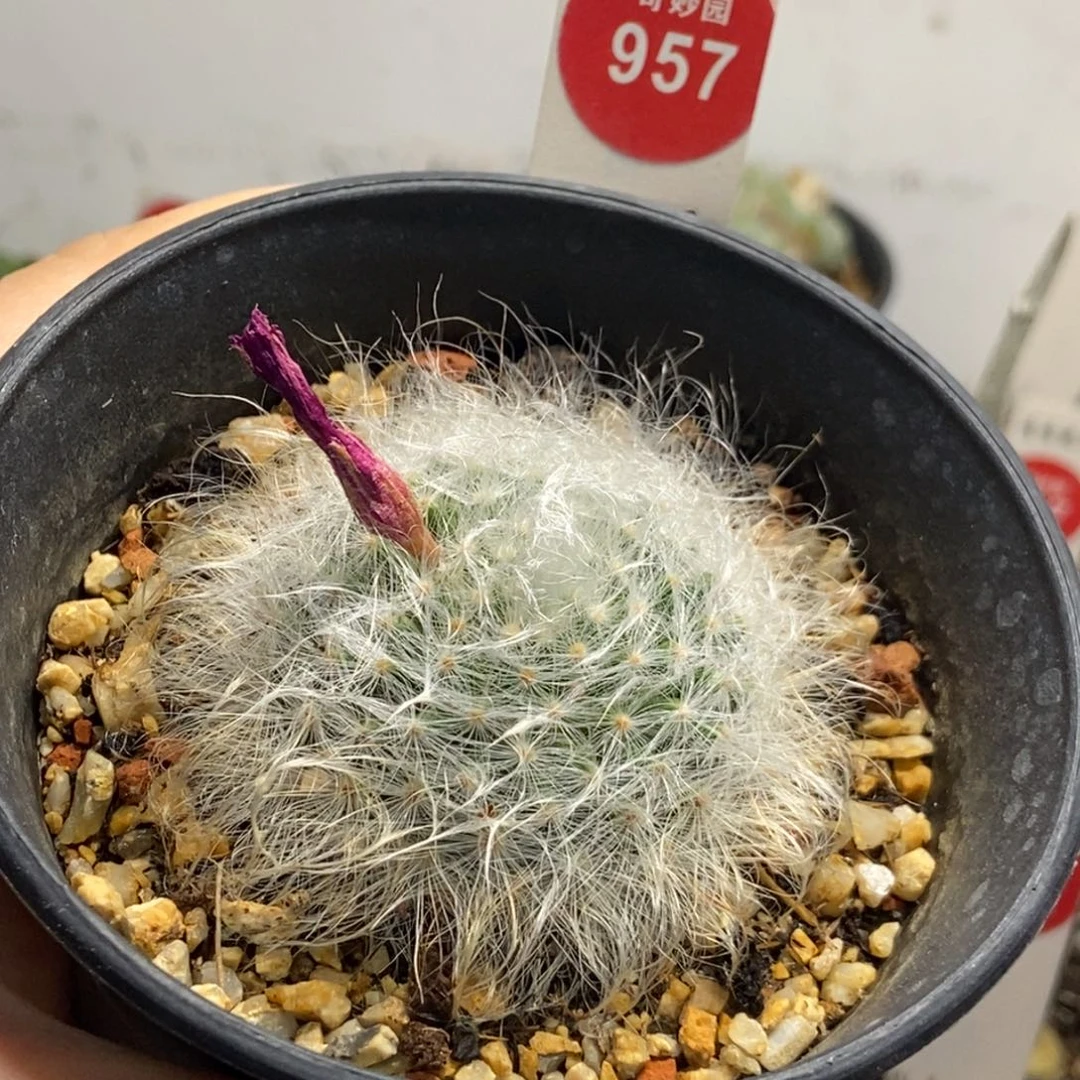 实生无刺丽光殿一棵4.8cm