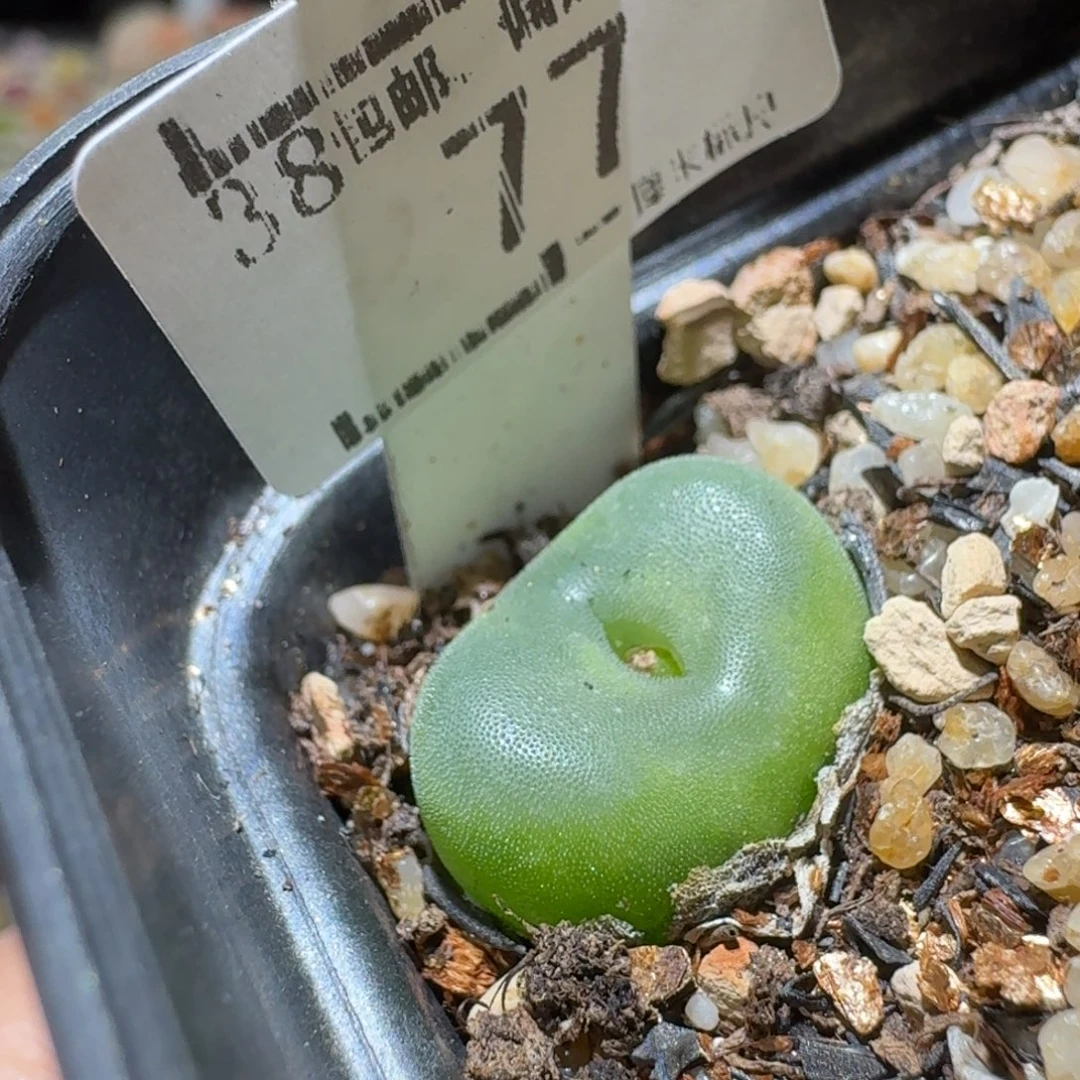 Sss精品清仓价77水晶鞋