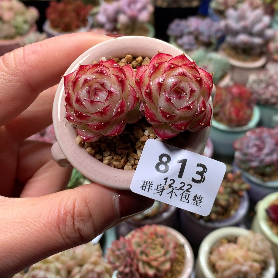 精控拇指盆12.22813