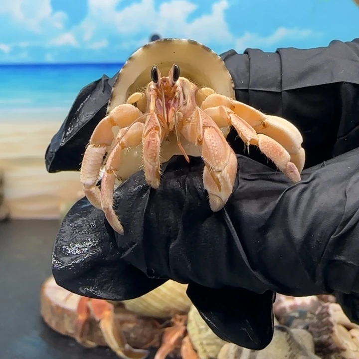 A23 帽壳粉橘通体灰白