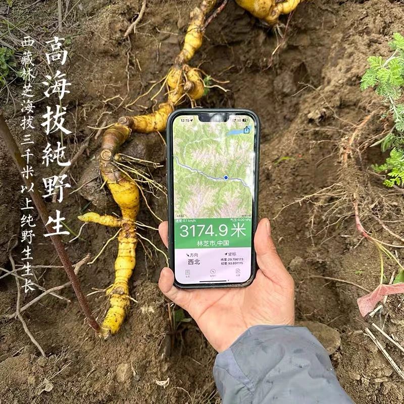 西藏雪域高原新鲜野生黄精 高海拔高年份深山纯天然 洗净煲汤泡酒