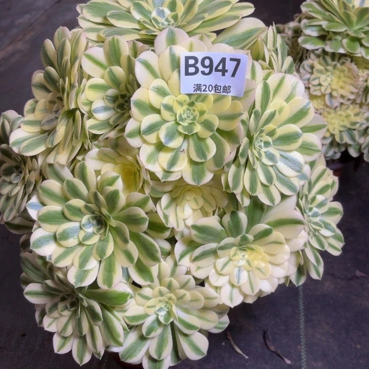 有*花瑞妈一物一拍 947