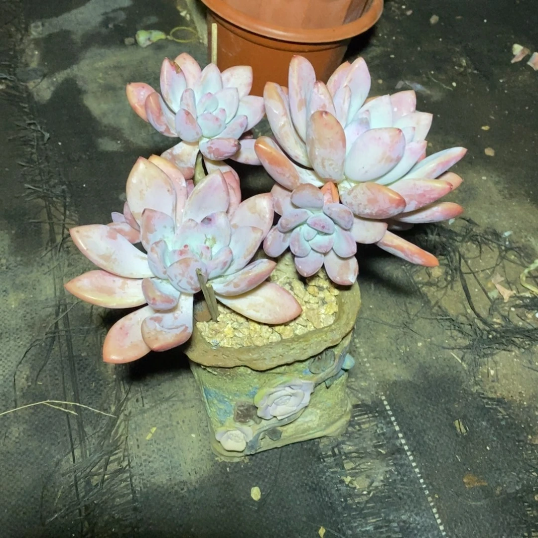 奥普一物一拍一物一拍