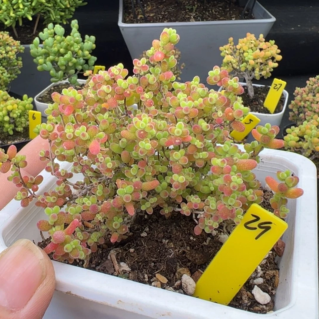 蜜橘糖球29号10cm盆