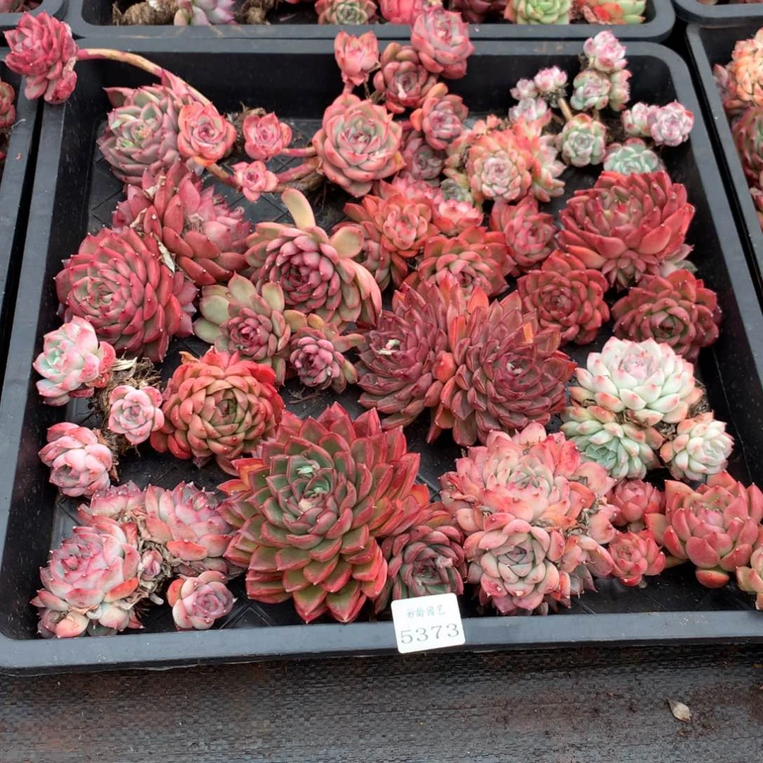 蛋*5373瑕疵不售后特价处理框拍