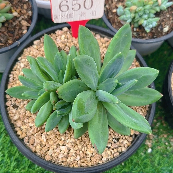 海洋之歌650多肉植物