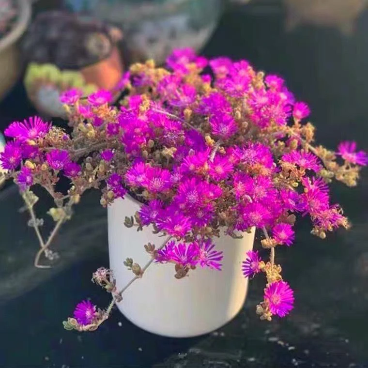 （1元包邮满18发货快有赠品）荧光兔枝干番杏大盆网图实物以直播