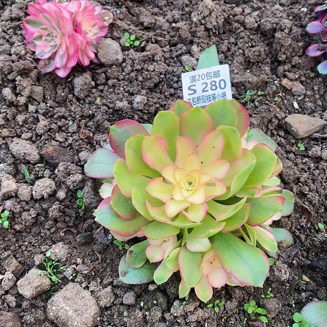 280红牡丹多肉法师锦