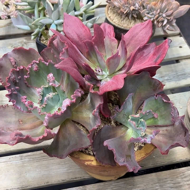 钻石锦48 零零多肉植物