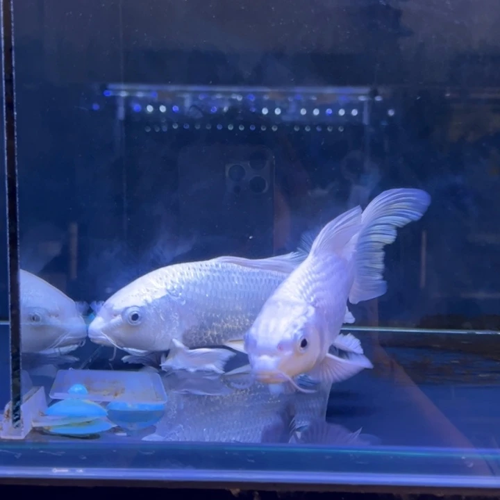 蝴蝶鲤尹**、蝴蝶鲤