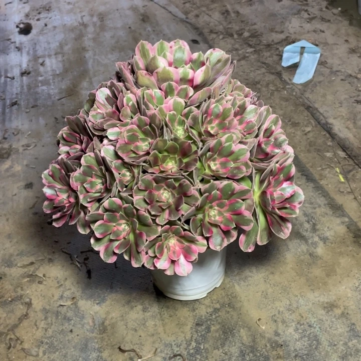 45粉女郎多肉植物多肉