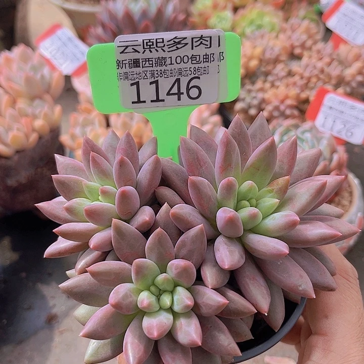 1146虞姬美人。