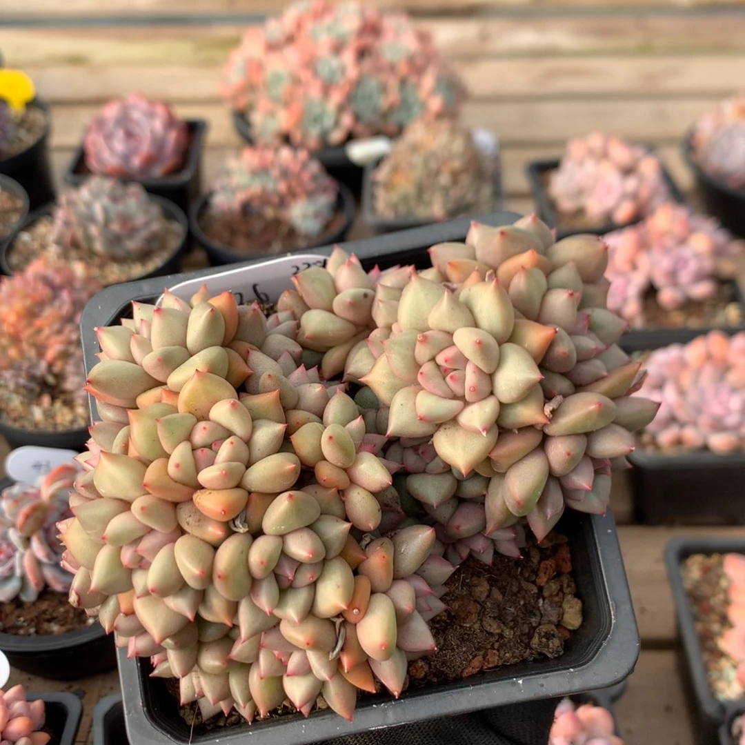 14厘米22头黄金象牙  126