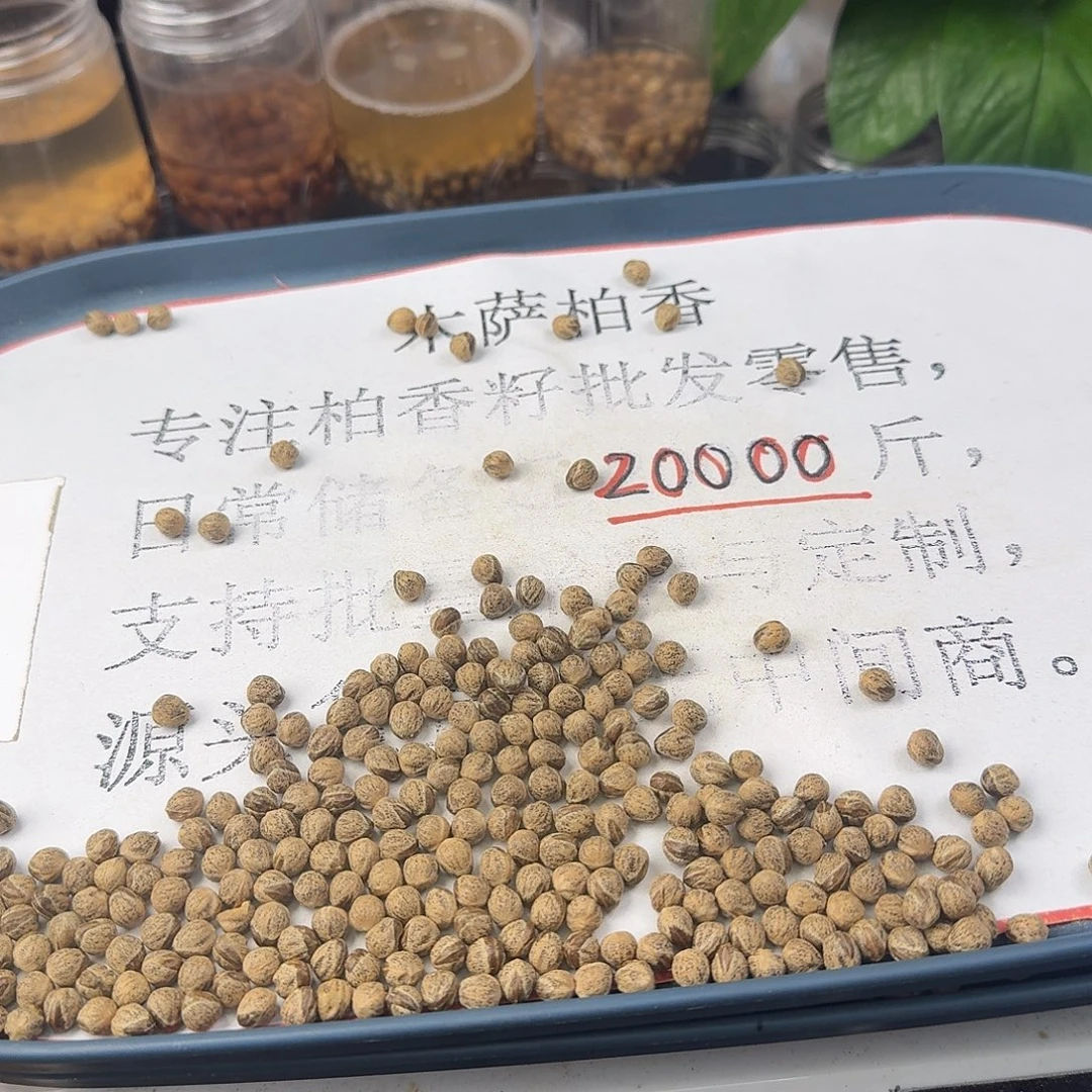 杨***车柏香籽/百香籽吊坠50克MY56