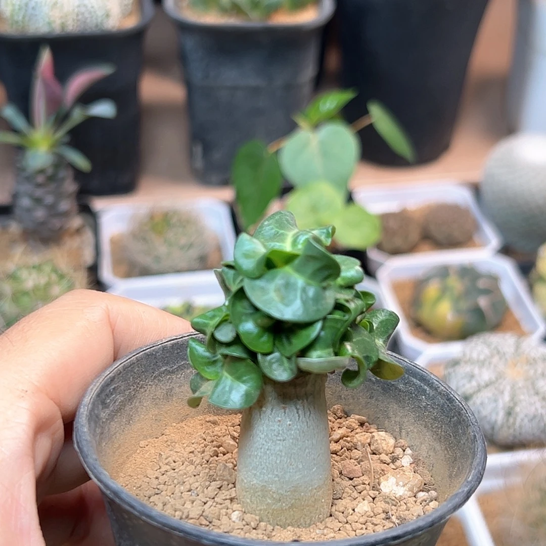 无花朵卡汉羊角沙漠玫瑰