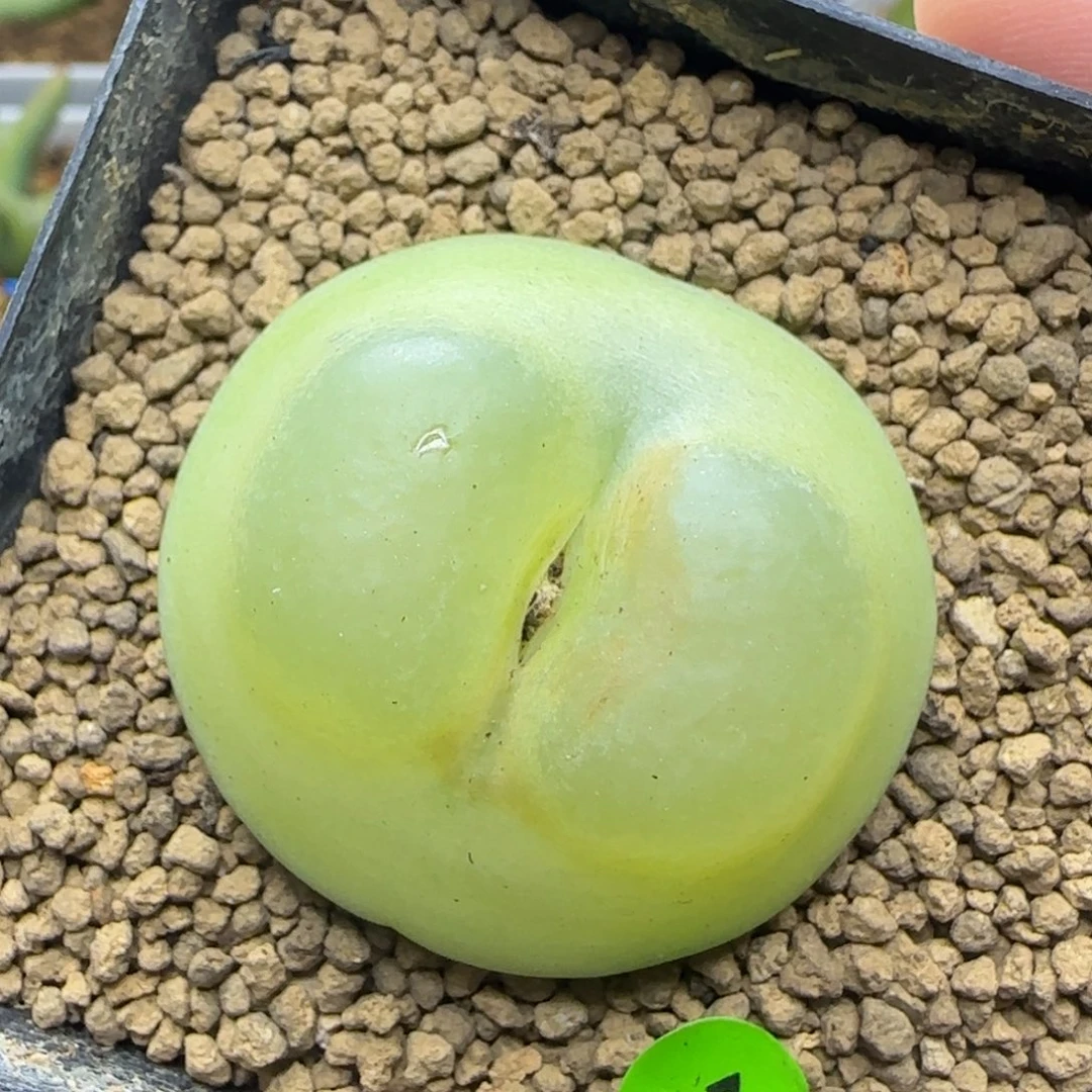 拉登4.1+多肉植物27