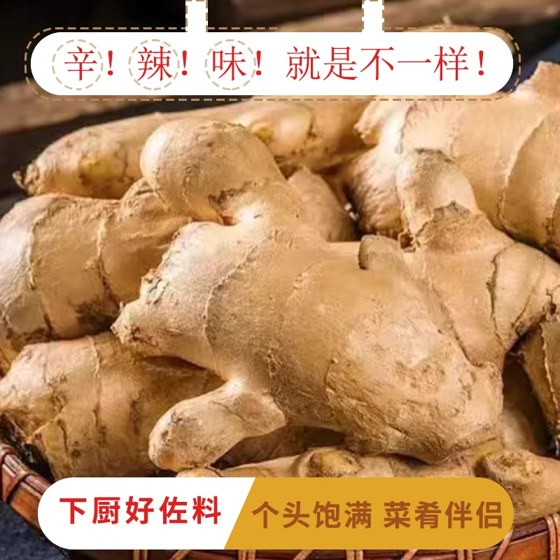 正宗山东潍坊农家特产大黄姜干姜生姜产地直发家乡农产品优惠带泥