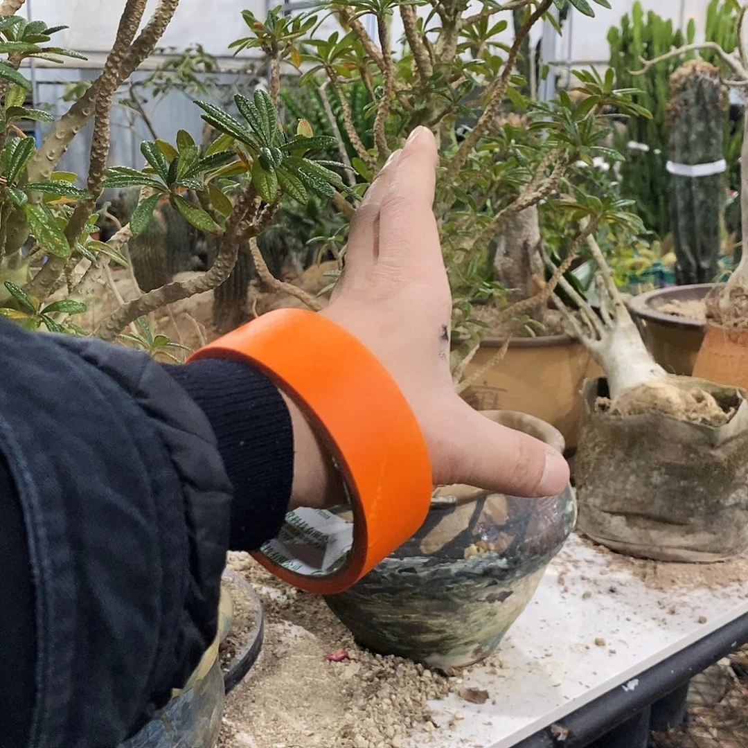 山***子巨流树一个。