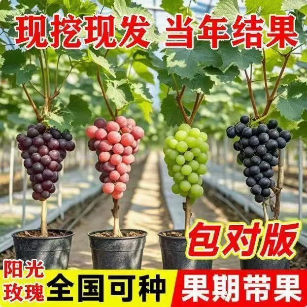 【带叶带土】葡萄树苗室内阳台盆栽庭院爬藤地栽当年结果南北方种