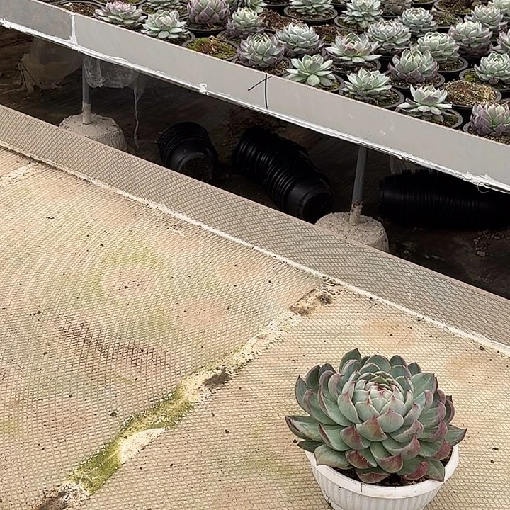 ****晚是因为心的善良所以不