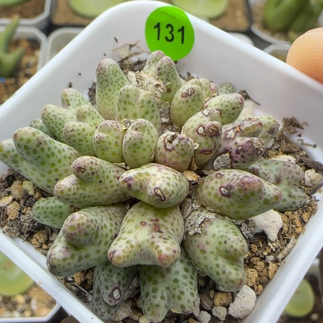 草莓斑马群34头多肉植物131