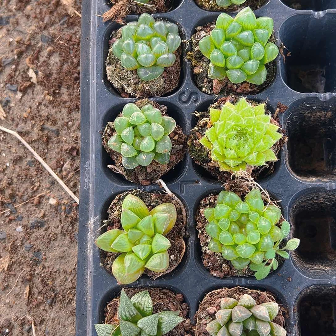 直播福利一物一拍51