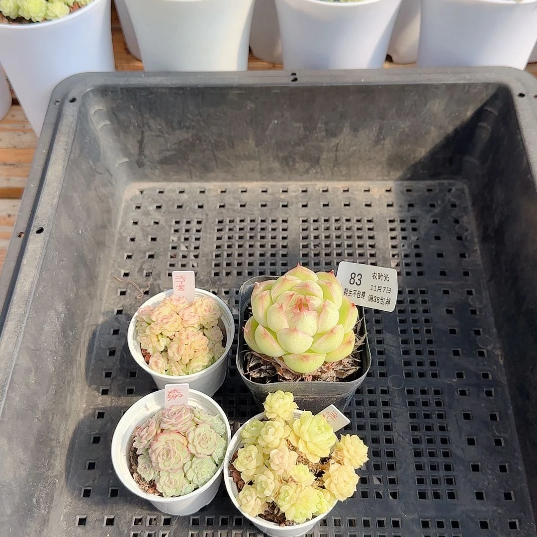 1107-83（打包四颗）专拍