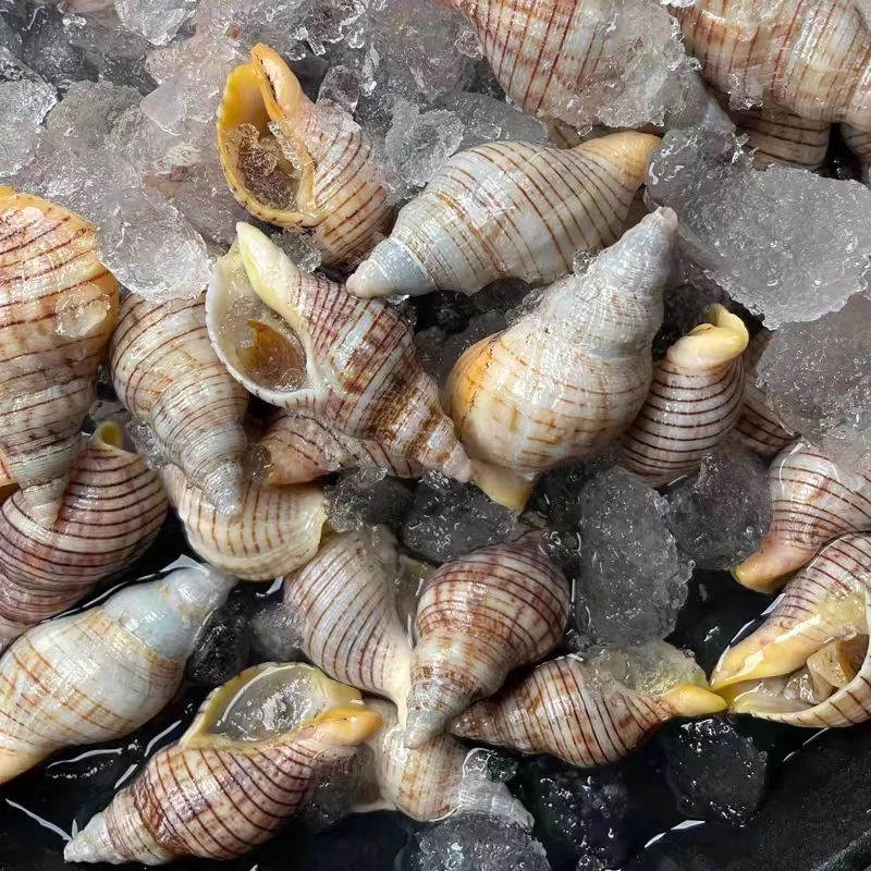 鲜活红枣螺（没有辣筋）个别空壳介意勿拍