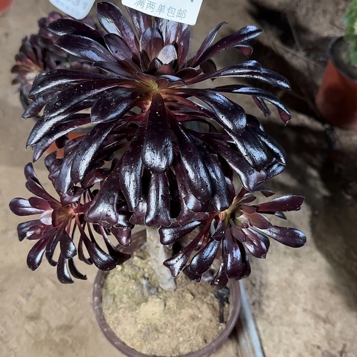 6864黑法多肉植物