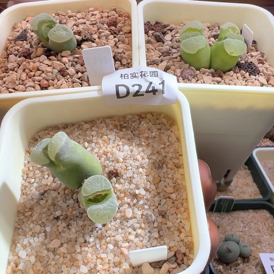 H**a241青蛙优选2151三盆打包价多肉植物