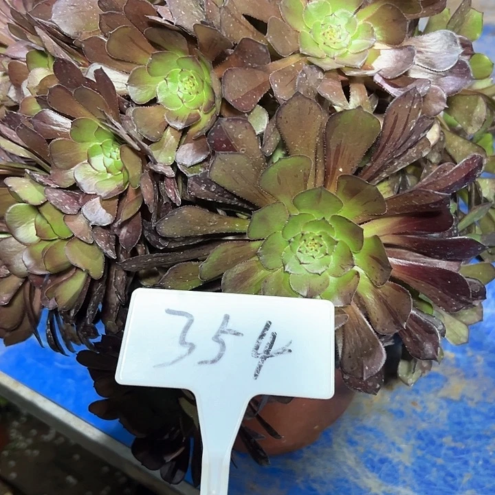 多肉植物黑铜法师