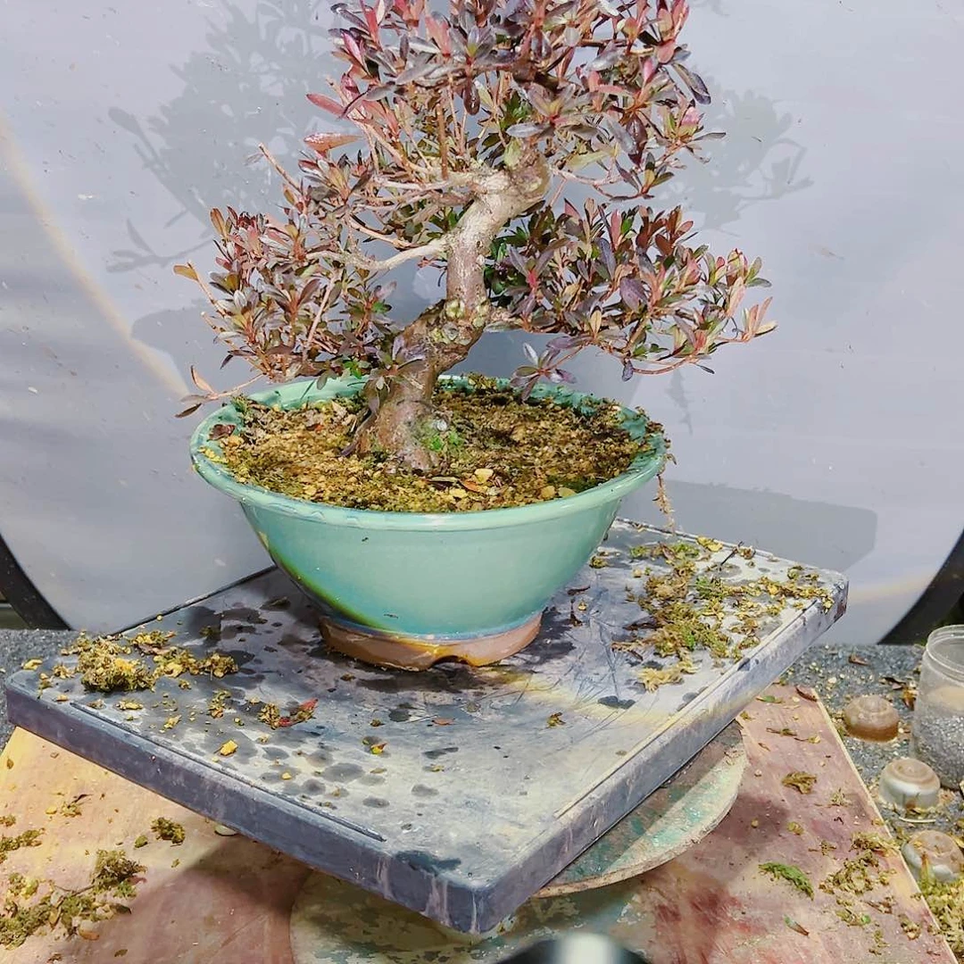 盆景皋月杜鹃1255乌*曼