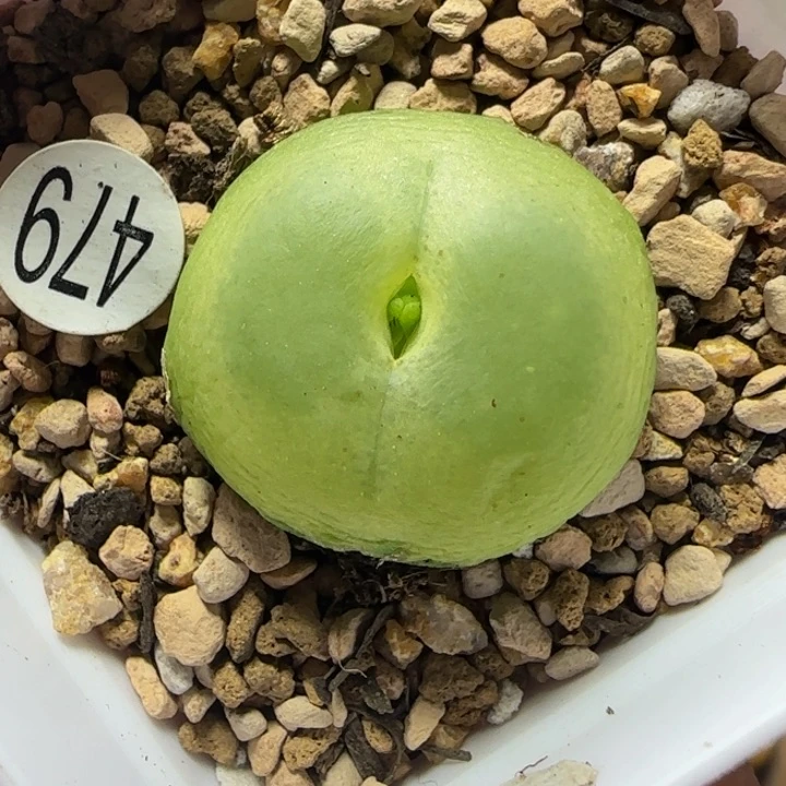 拉登2.4+多肉植物479