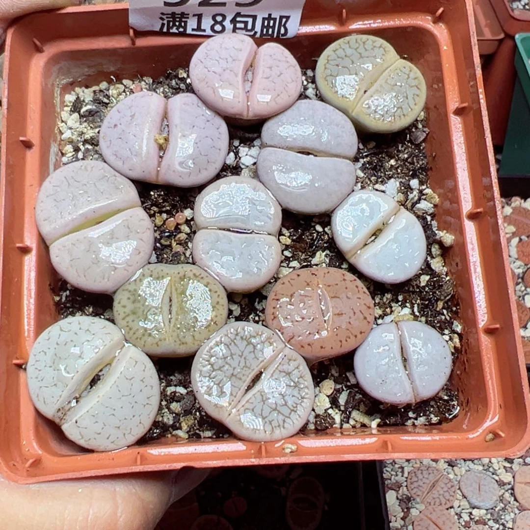 【闪购商品】 929。