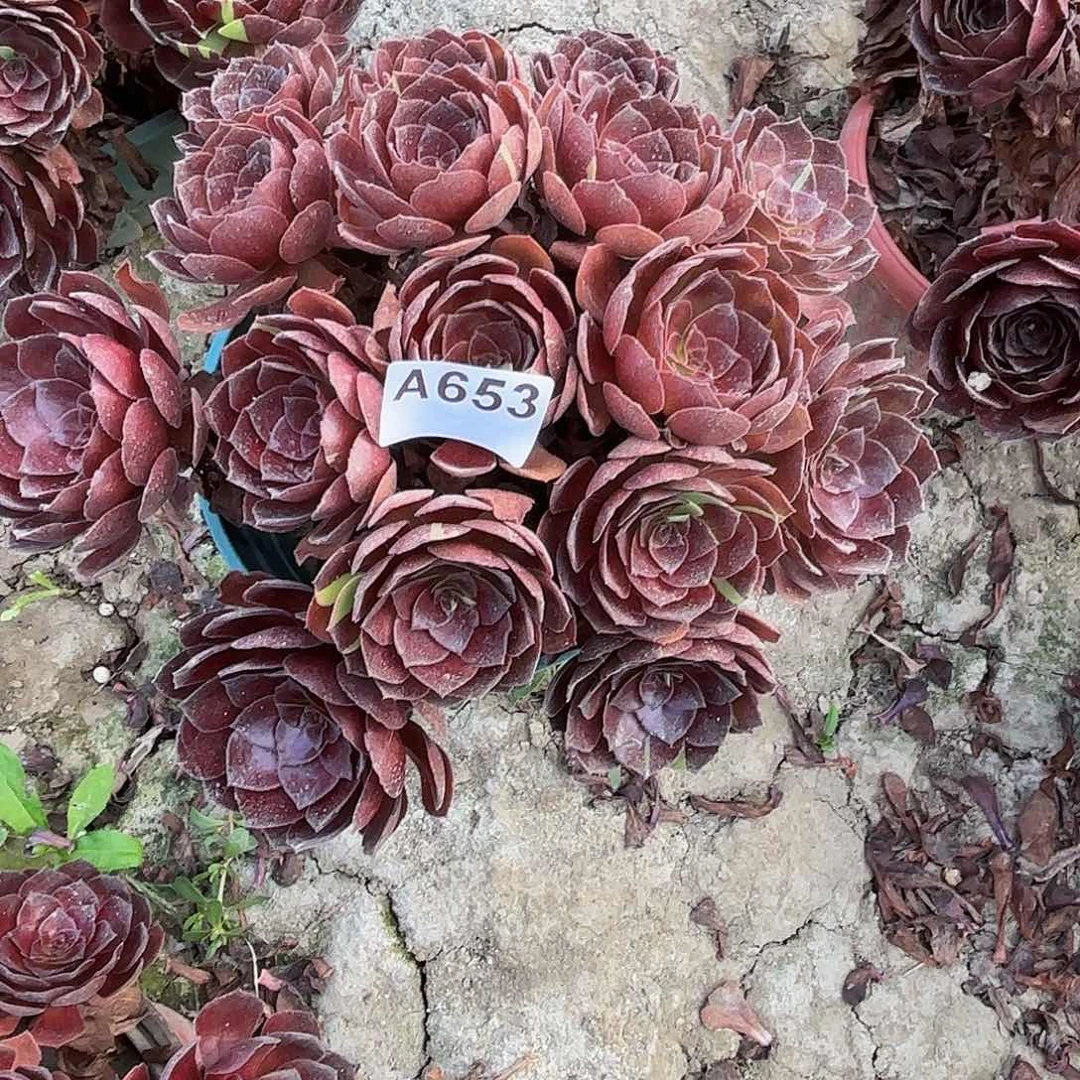 花花公子5-30偏远不包邮