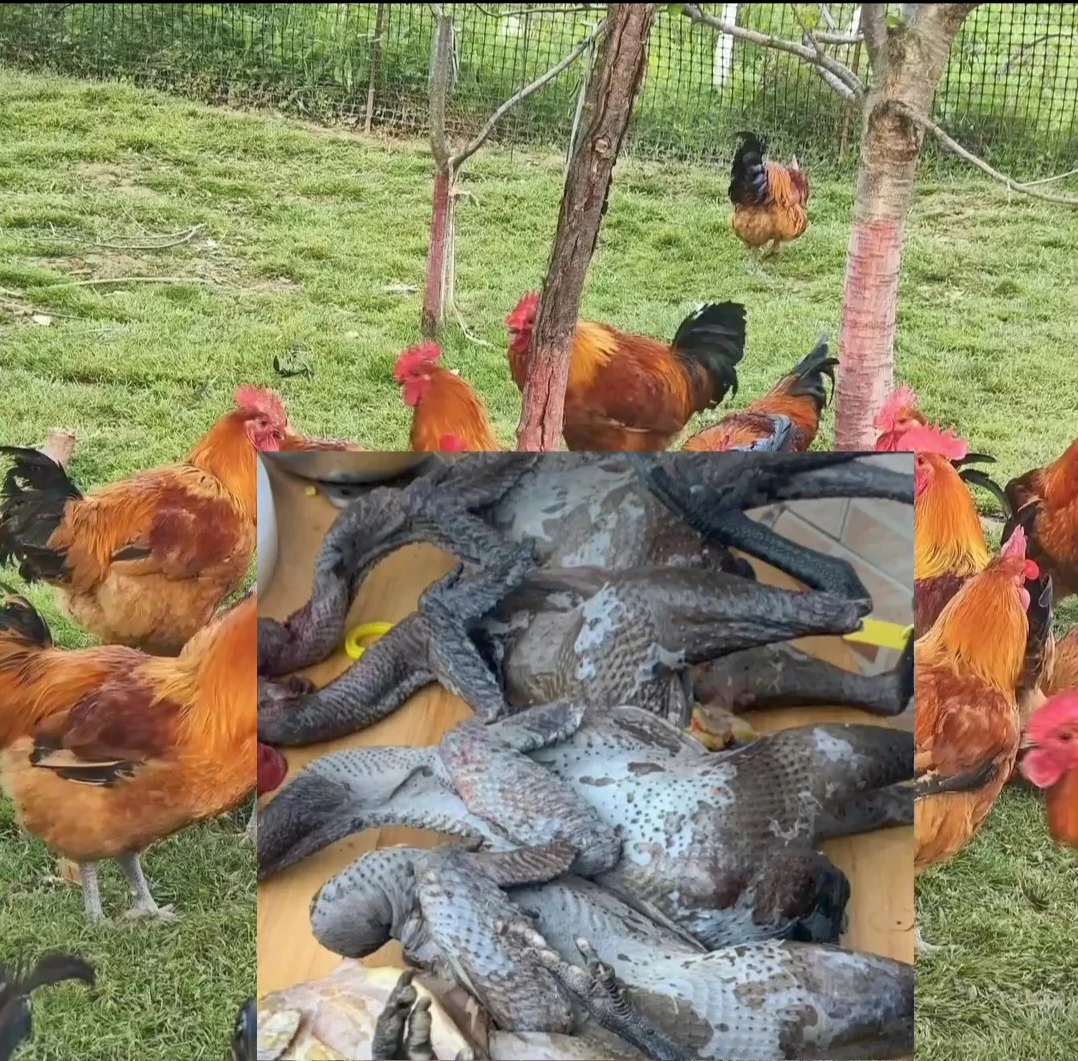 家禽源头老品种土乌鸡九斤红高山散养 肉质鲜美生鲜鸡