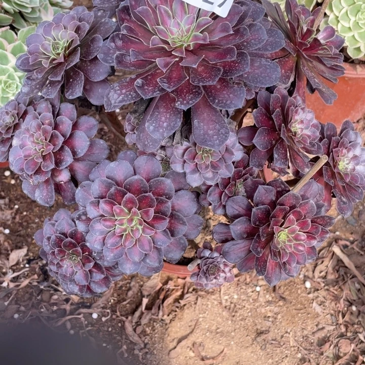 无花朵027多肉植物月亮石