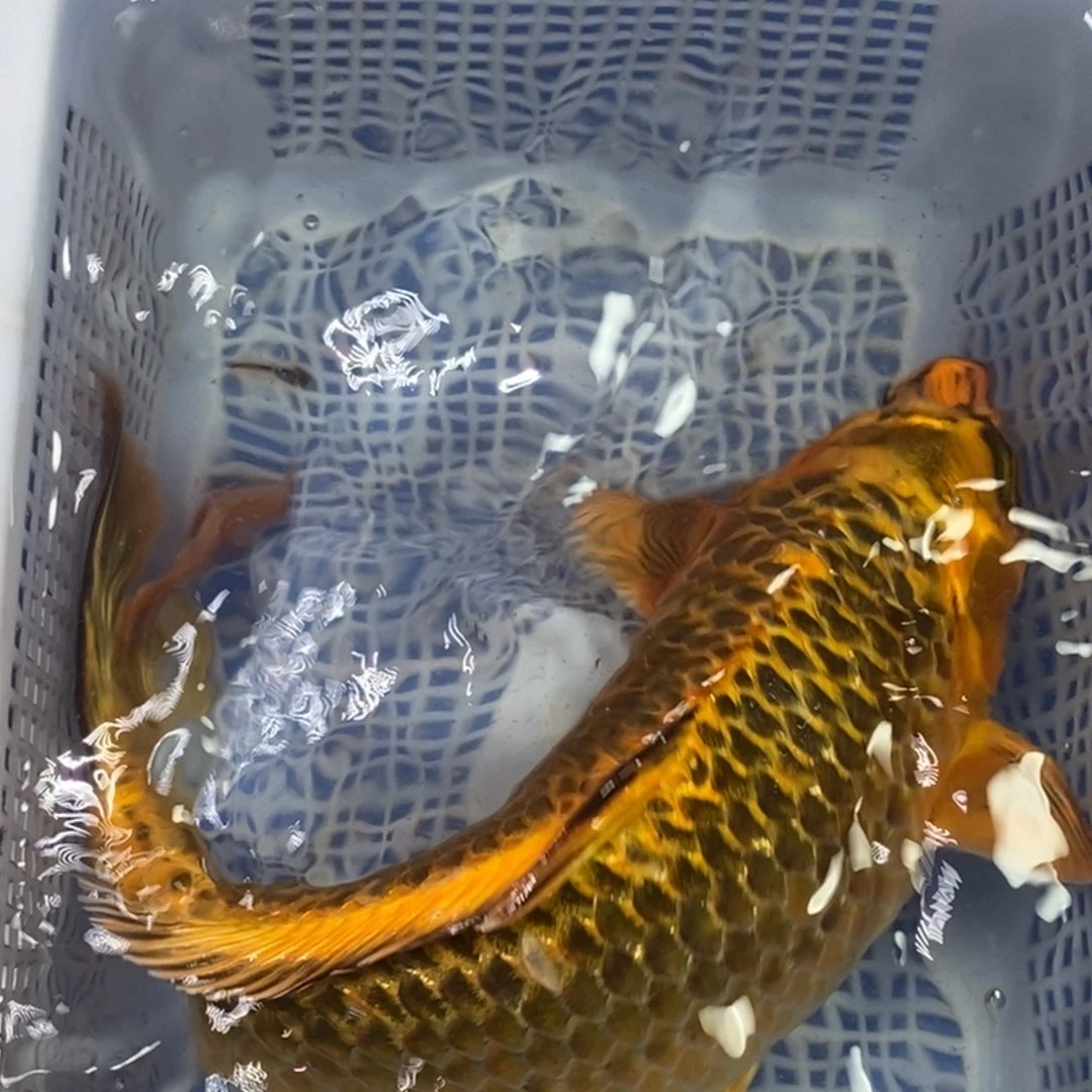 锦鲤冷水锦鲤包邮