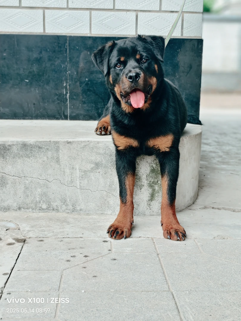 【磊弟繁殖】纯种德系罗威纳犬犬舍专业繁殖