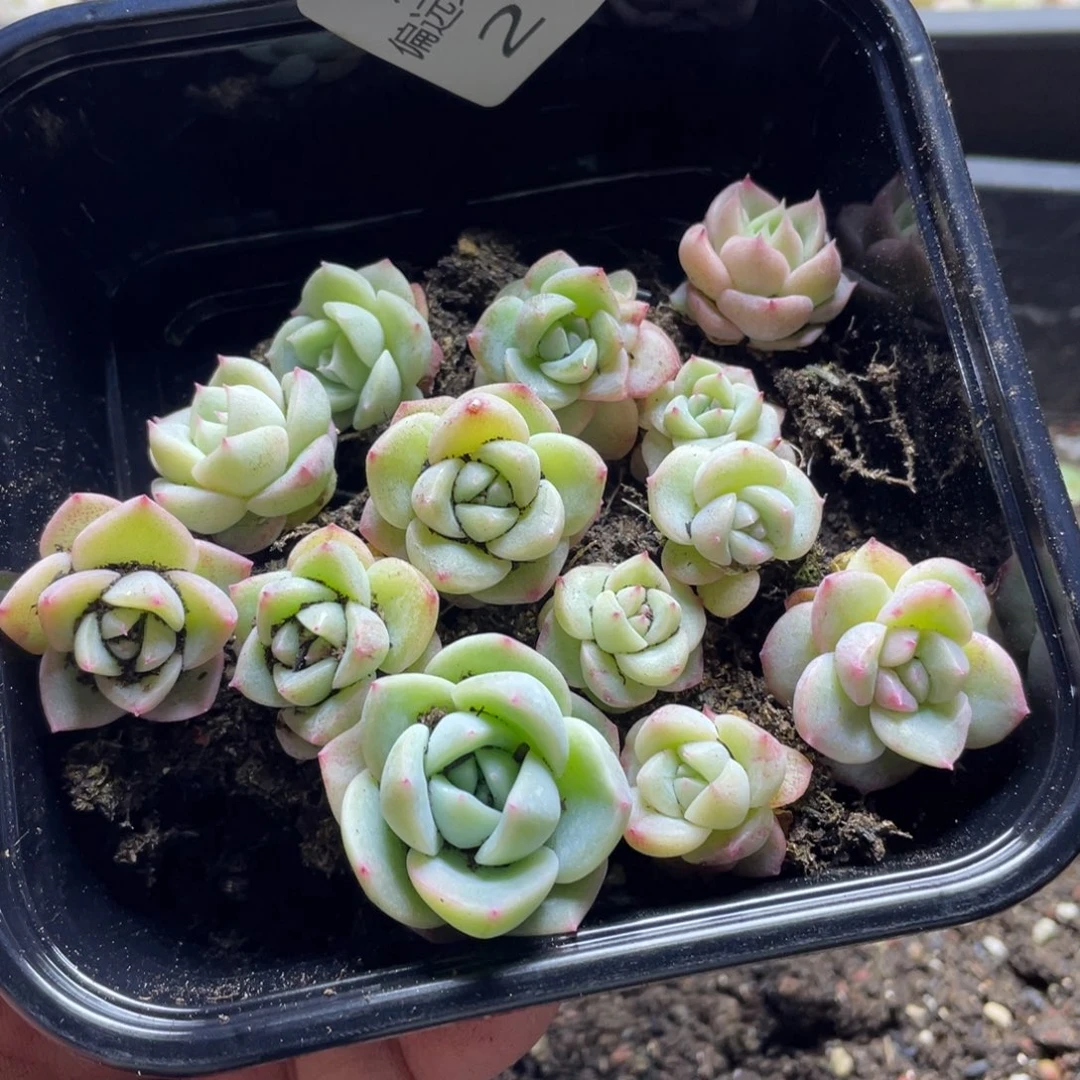 cm珍妮混一物一拍217