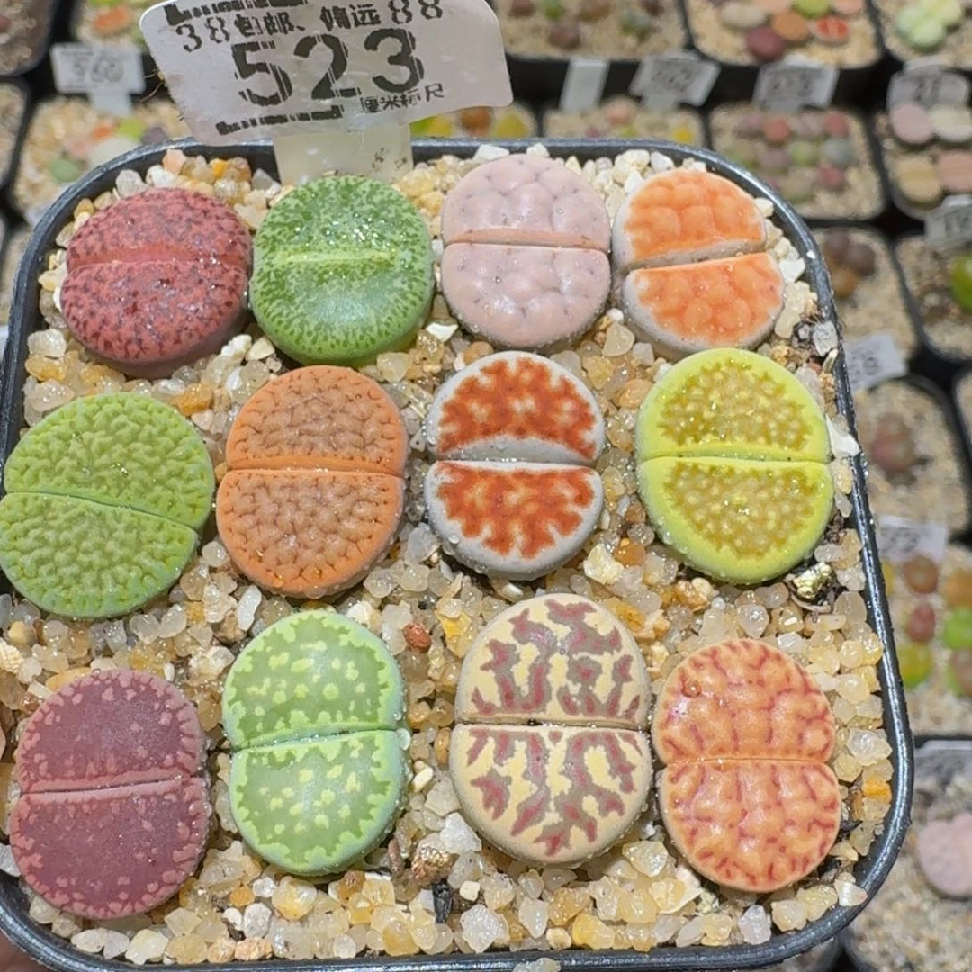 Ssss精品生石花523推荐