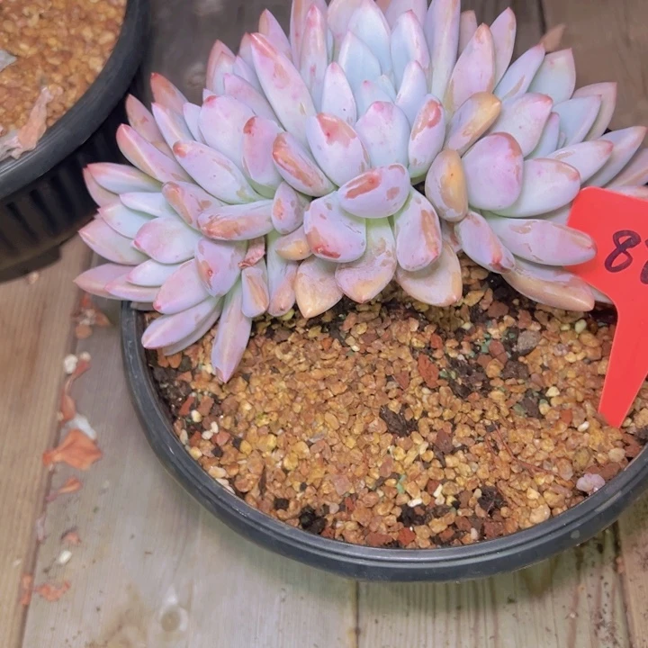 何***君883////////////////=