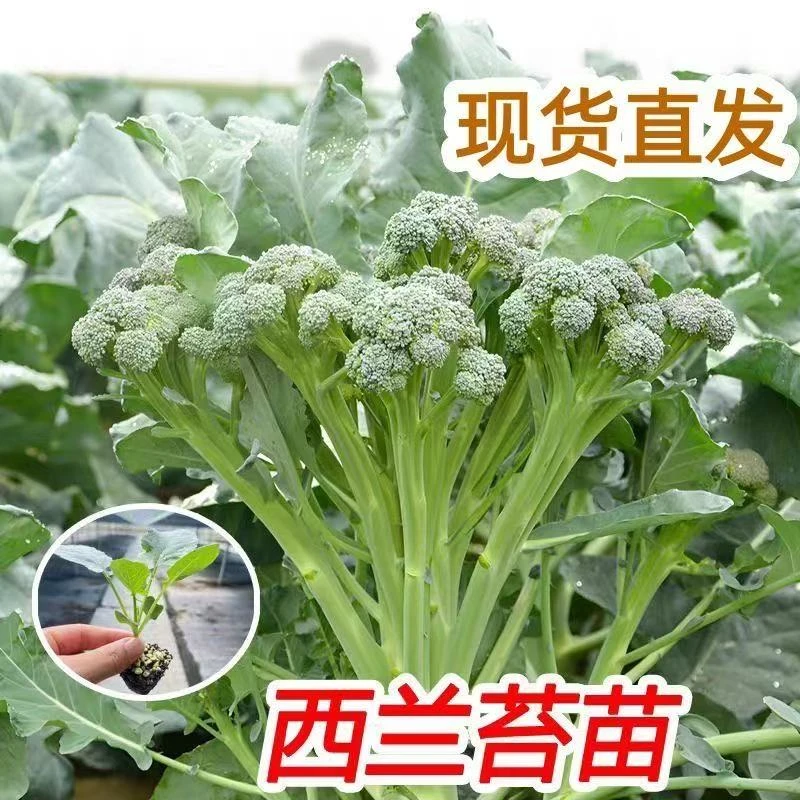 西兰苔秧苗西洋芥兰菜苔菜心正品高产西兰花盆栽耐寒秋冬季蔬菜苗