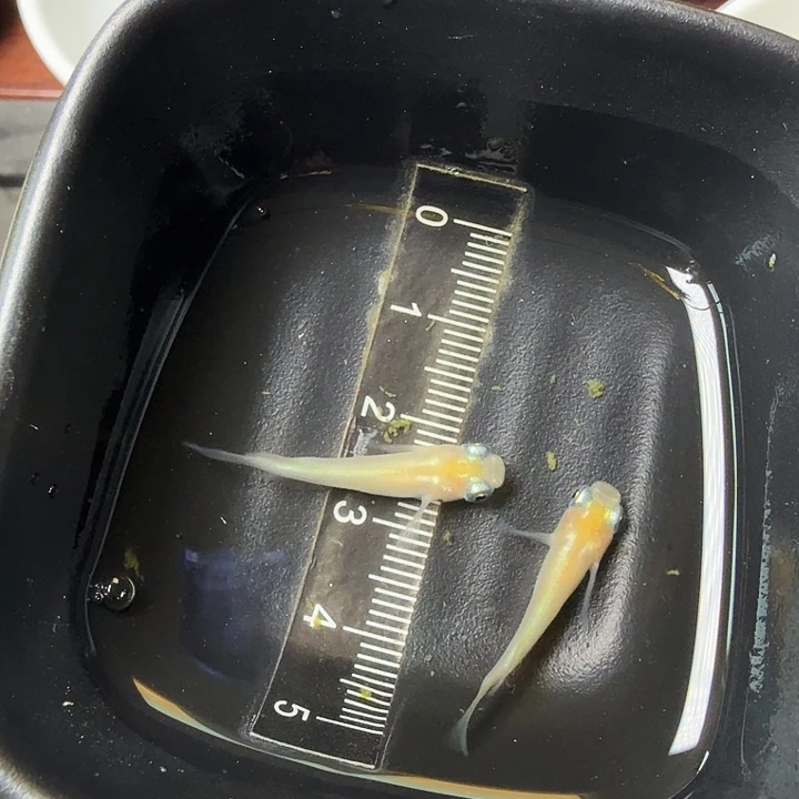 青鳉鱼2号拍品初目