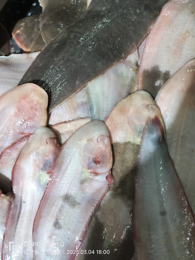 新鲜塔目鱼龙利鱼鞋质鲜嫩干煎美味，五斤20条左右