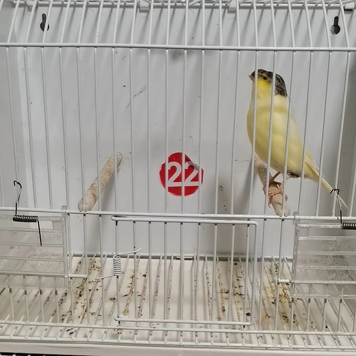 下***次虎皮鹦鹉黄花顶公一只