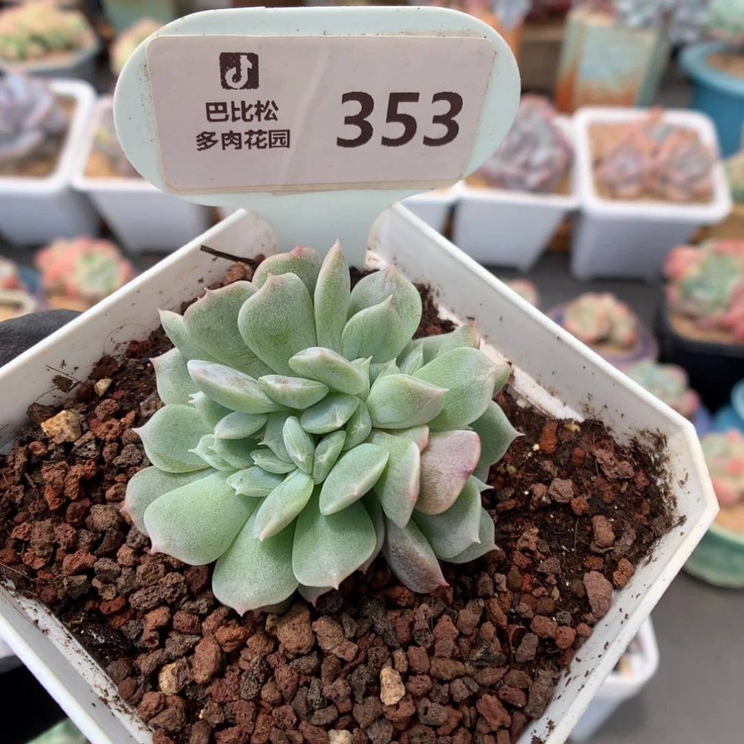 353 白色恋人缀多肉