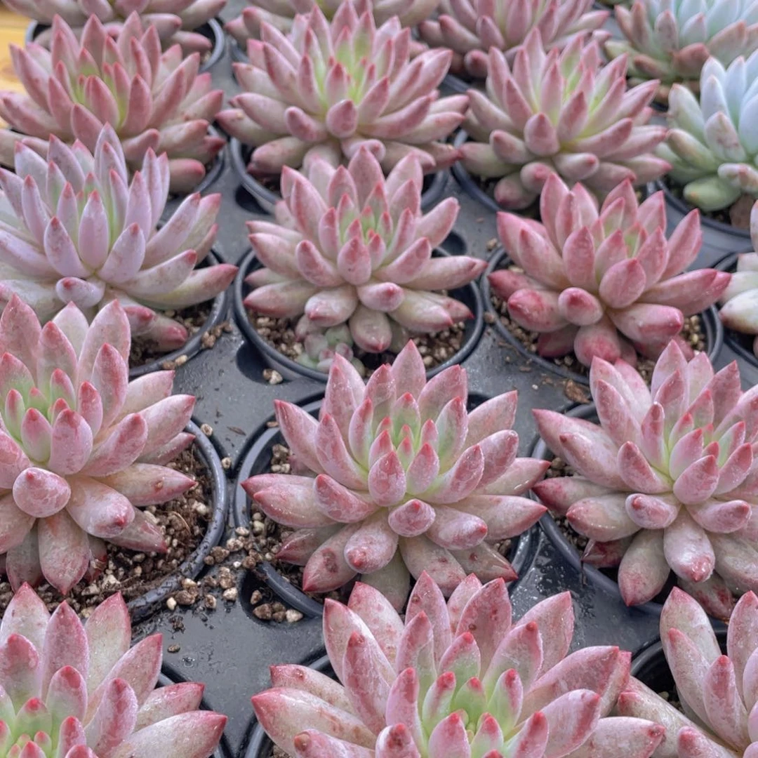 927号 红虞美人大单头一个带盆土